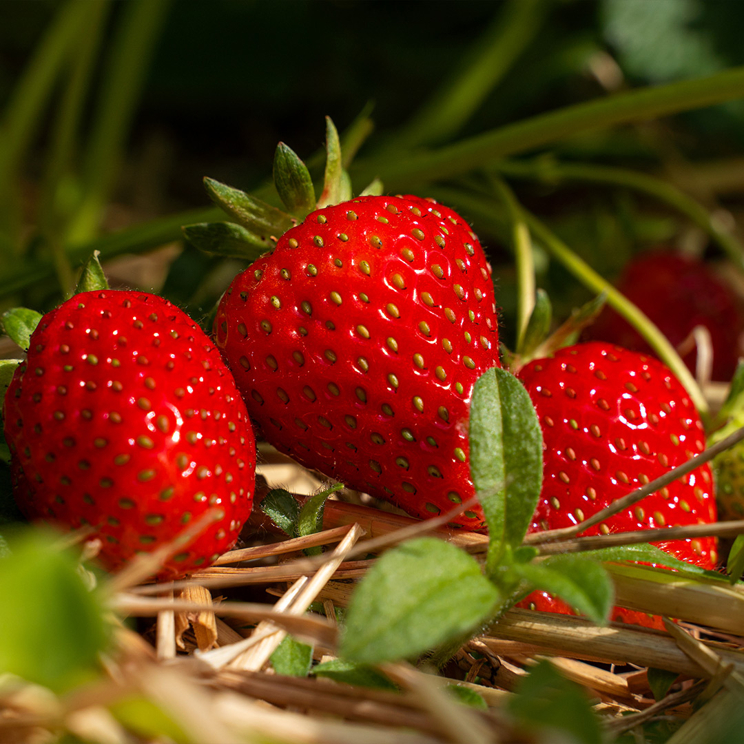 Gartentipps März 5: Erdbeeren zurückschneiden