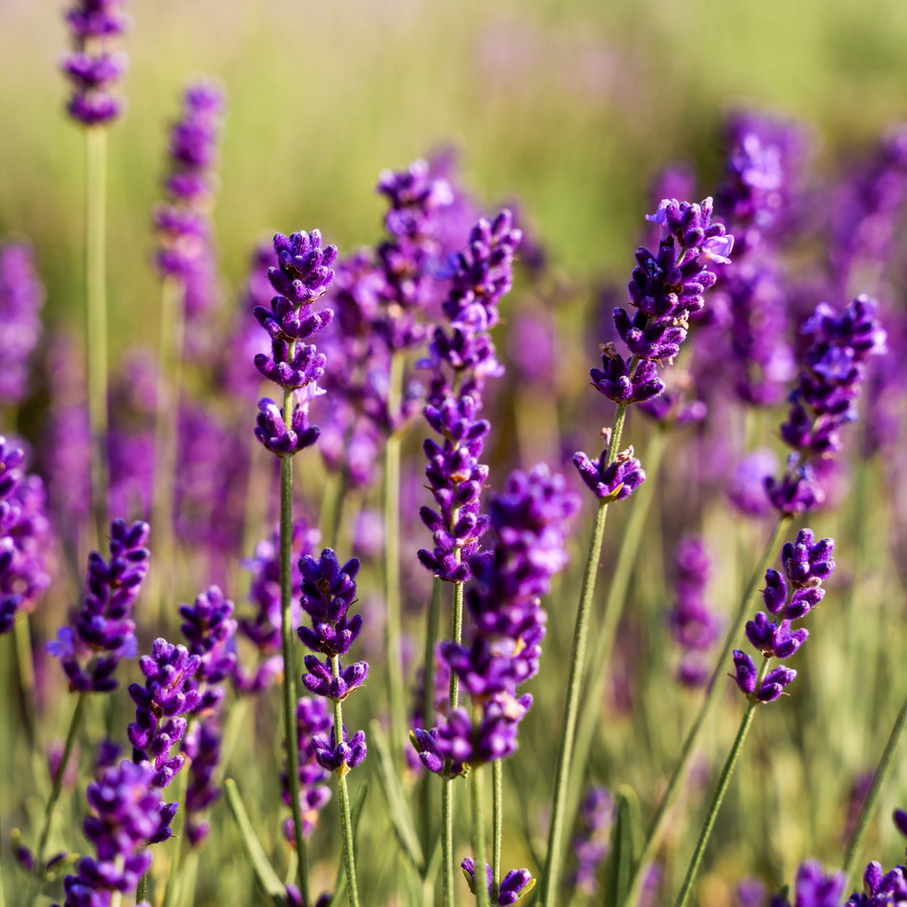 Gartentipps August 1: Lavendel schneiden
