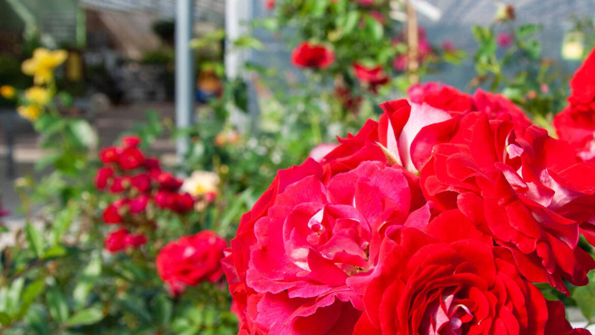 Gartentipps Oktober 04: Rückschnitt bei Rosen