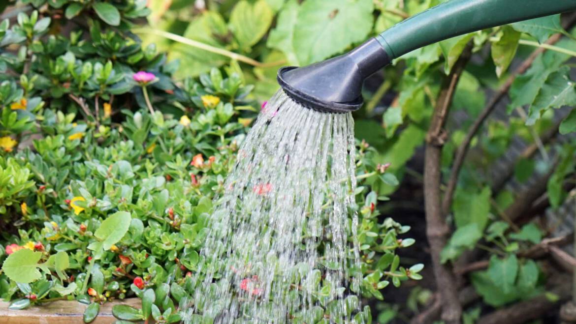 Gartentipp Juni 05: richtige Bewässerung im Sommer