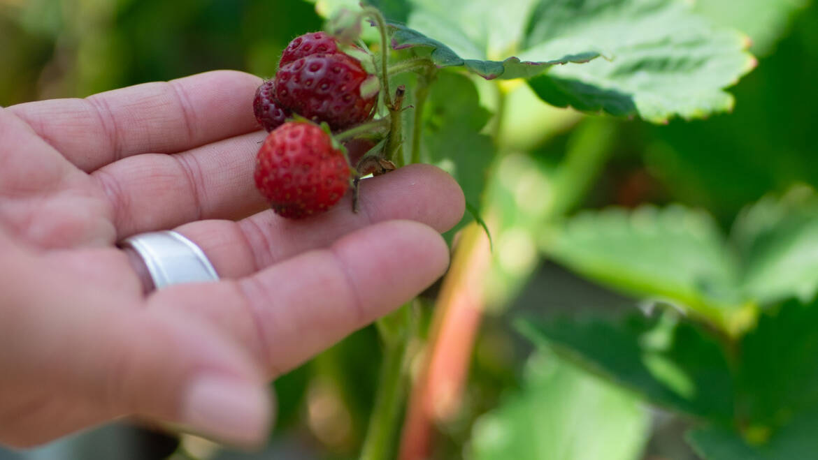 Gartentipp Juli 01: mehrfach tragende Erdbeeren