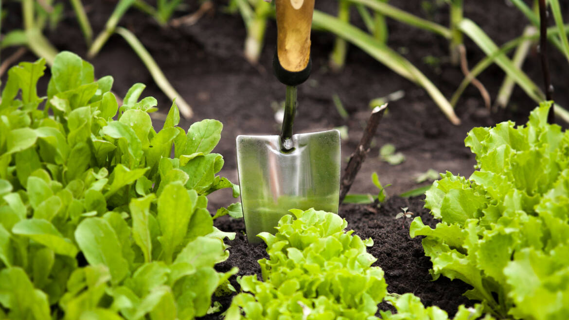 Gartentipp Juli 05: Gemüse nachpflanzen