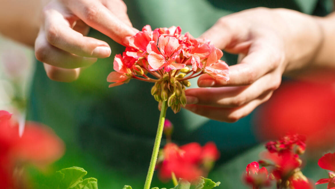 Gartentipp Juli 03: Sommerblumen ausputzen