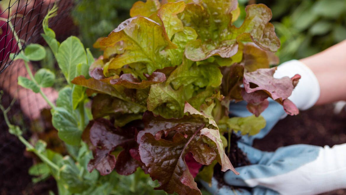 Gartentipp August 01: Gemüse pflanzen und säen