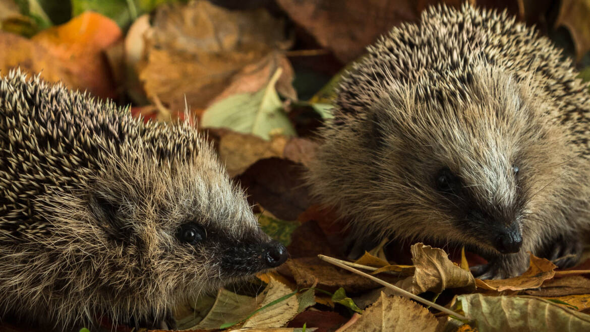 Gartentipp September 02: Winterquartiere für Igel bauen