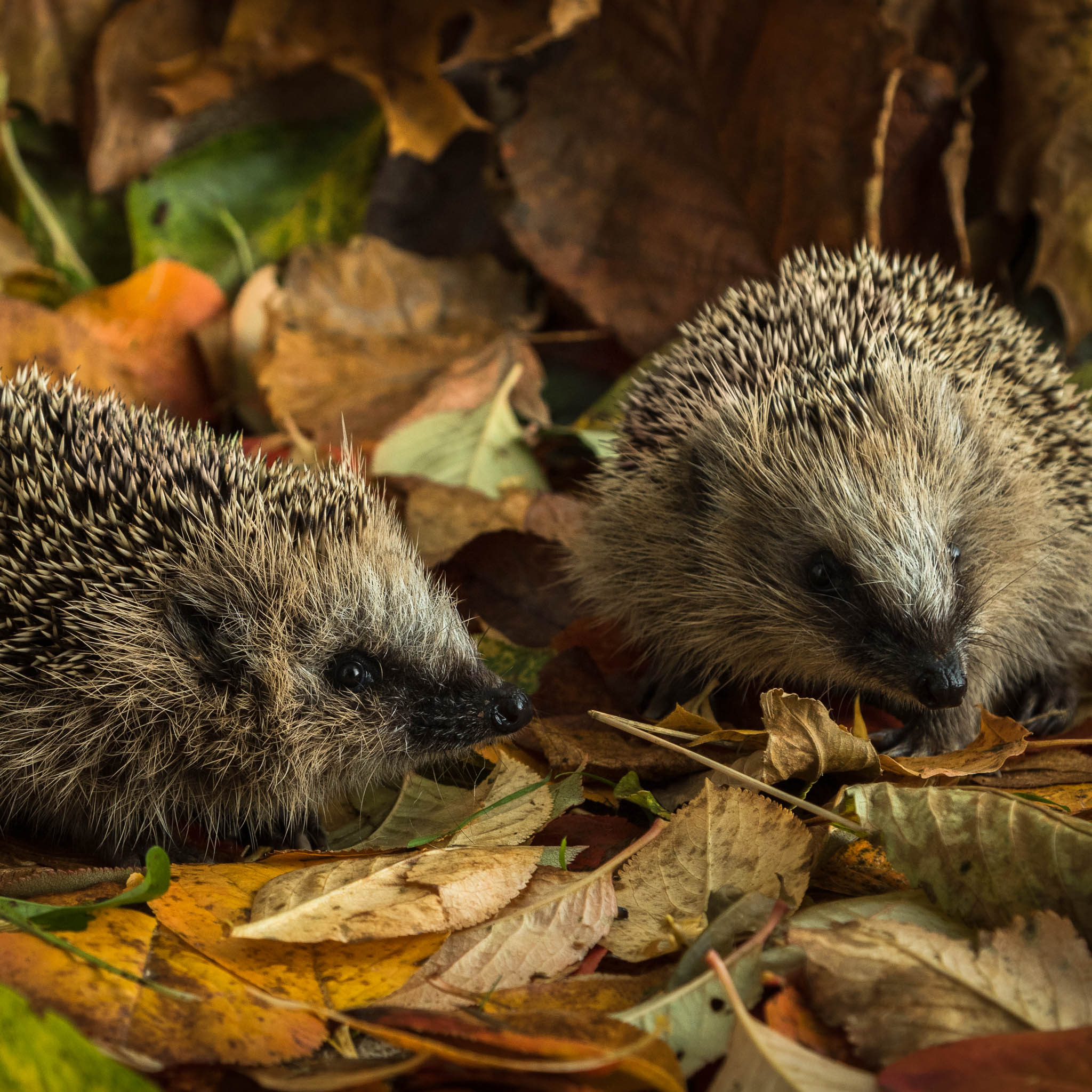 Gartentipp September 02: Winterquartiere für Igel bauen