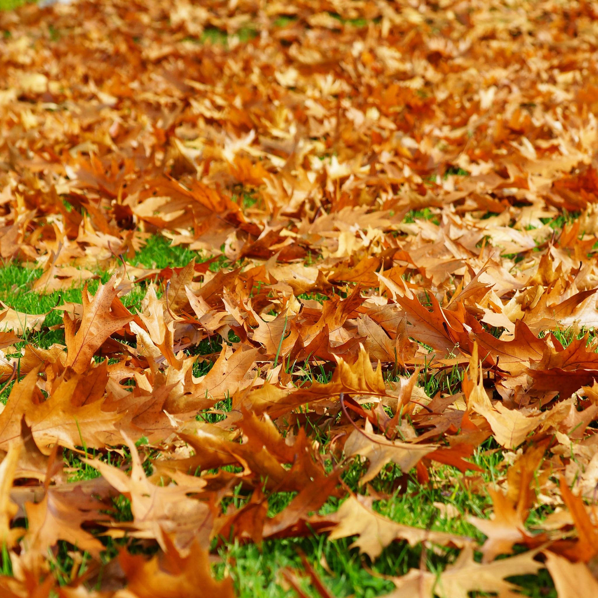 Gartentipp September 05: Herbstlaub sinnvoll verwenden