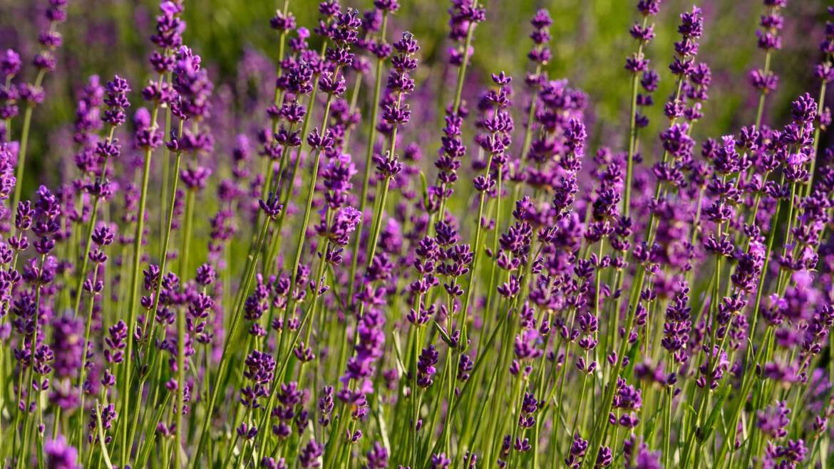 Gartentipp August 02: Lavendel schneiden