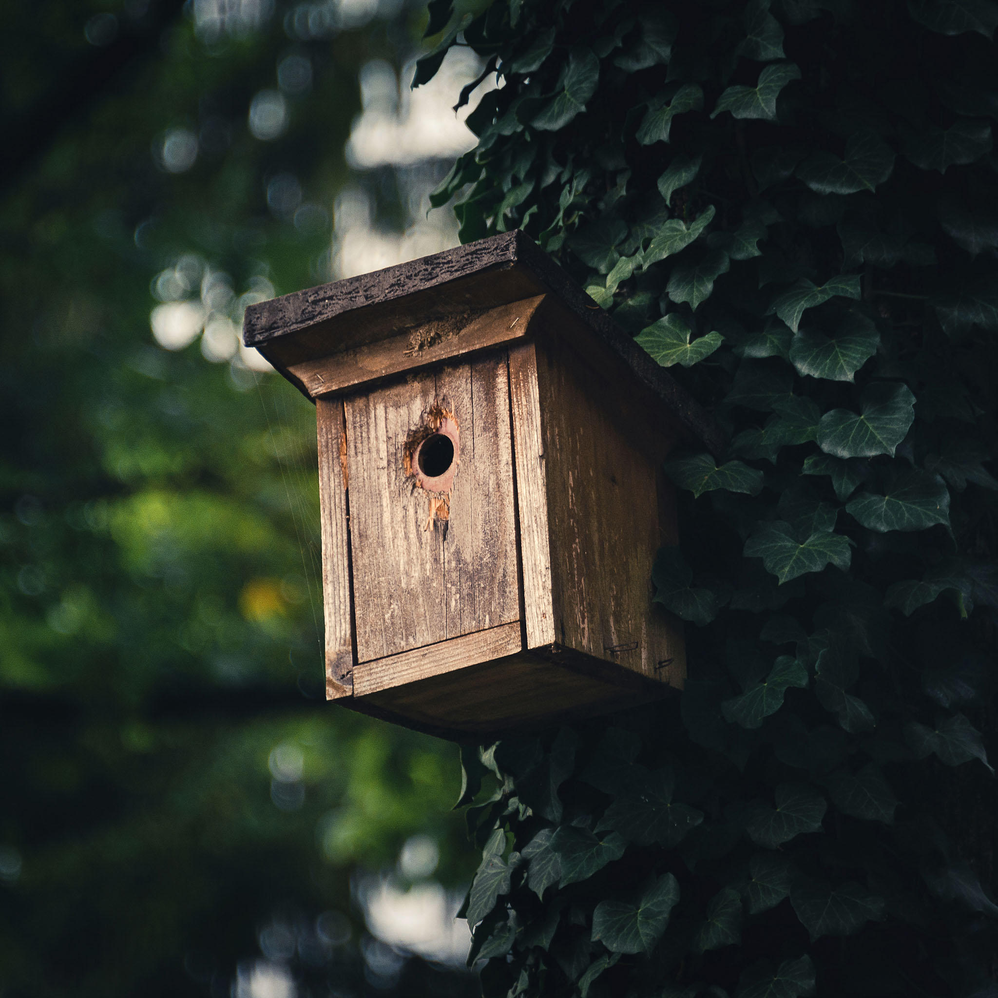 Gartentipp September 03: Nistkästen reinigen