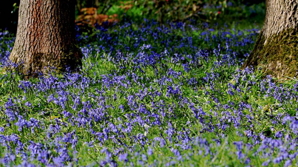 Gartentipp Oktober 01: Bodendecker pflanzen