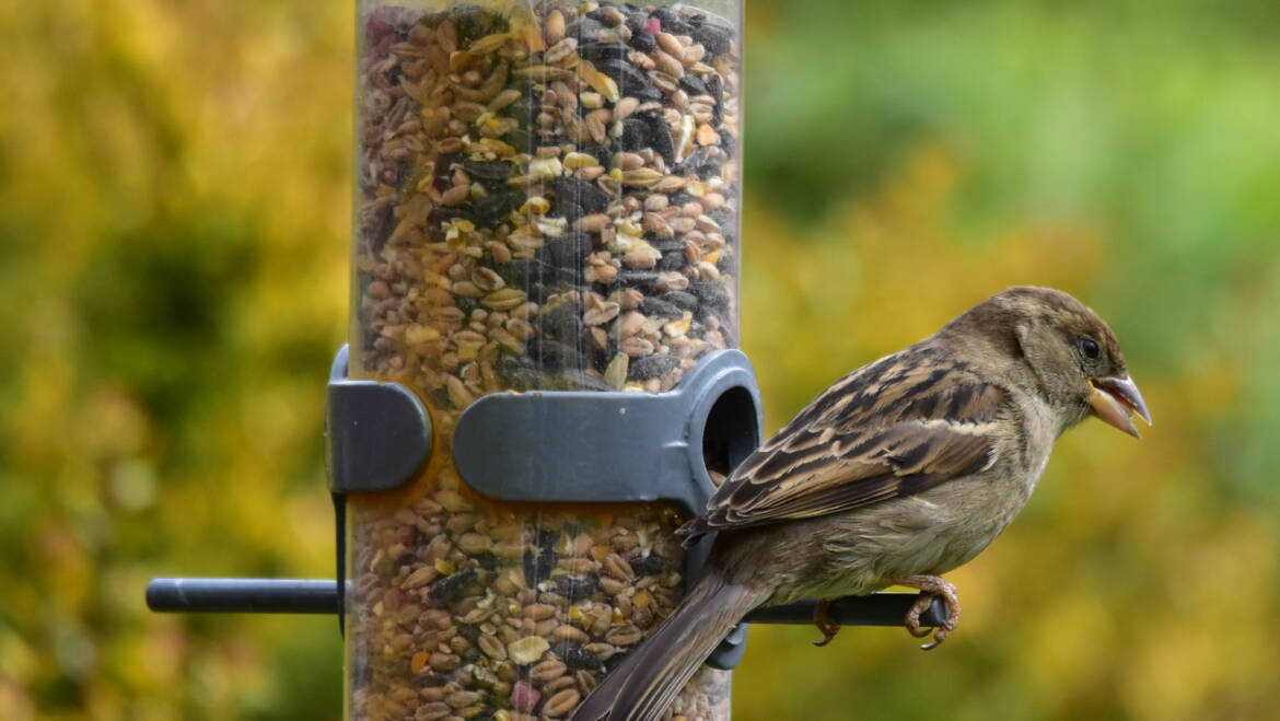 Gartentipp Oktober 05: Futterplätze für Vögel