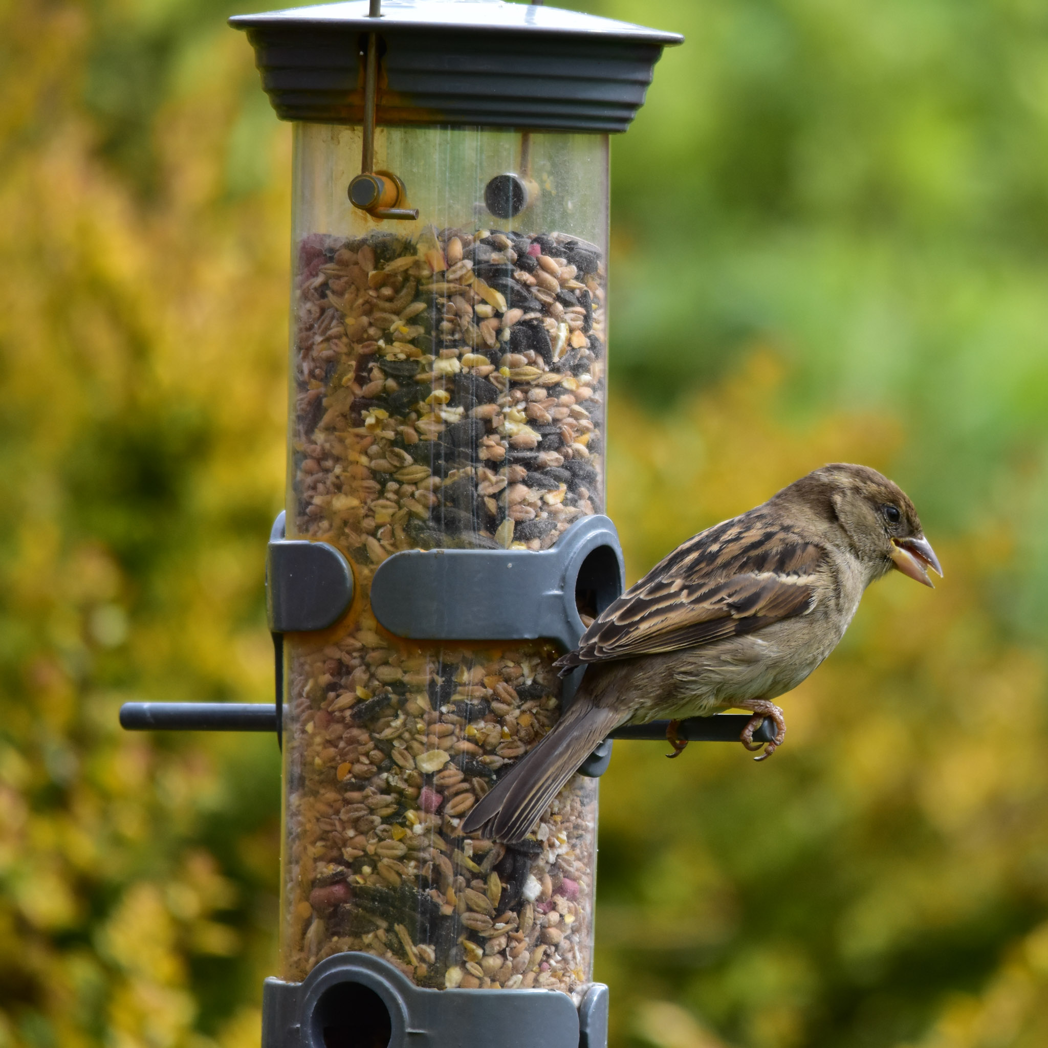 Gartentipp Oktober 05: Futterplätze für Vögel