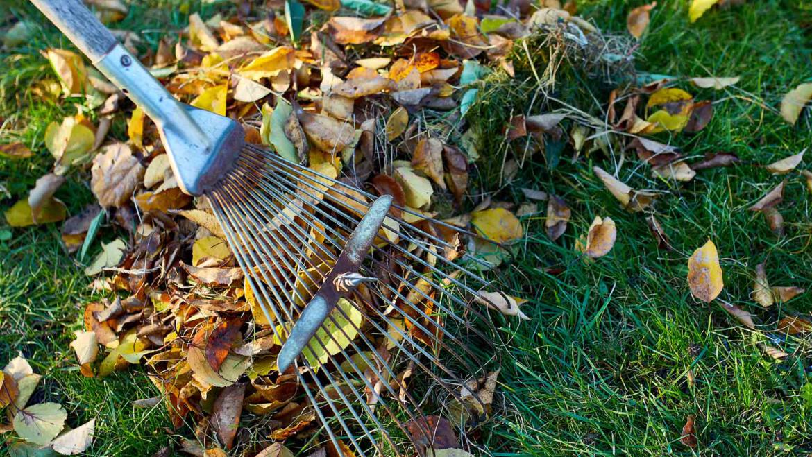 Gartentipp Oktober 02: Rasenpflege im Herbst