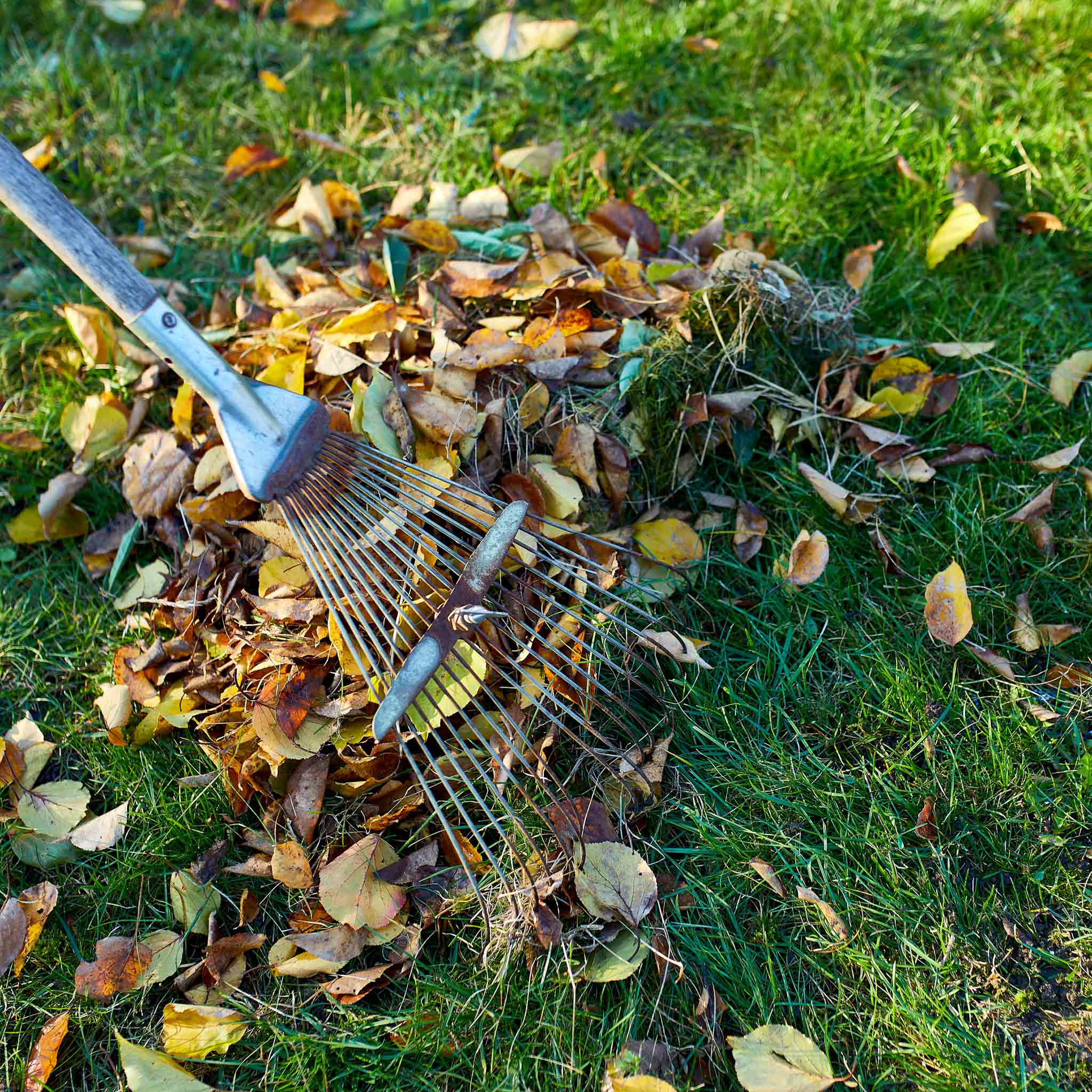 Gartentipp Oktober 02: Rasenpflege im Herbst