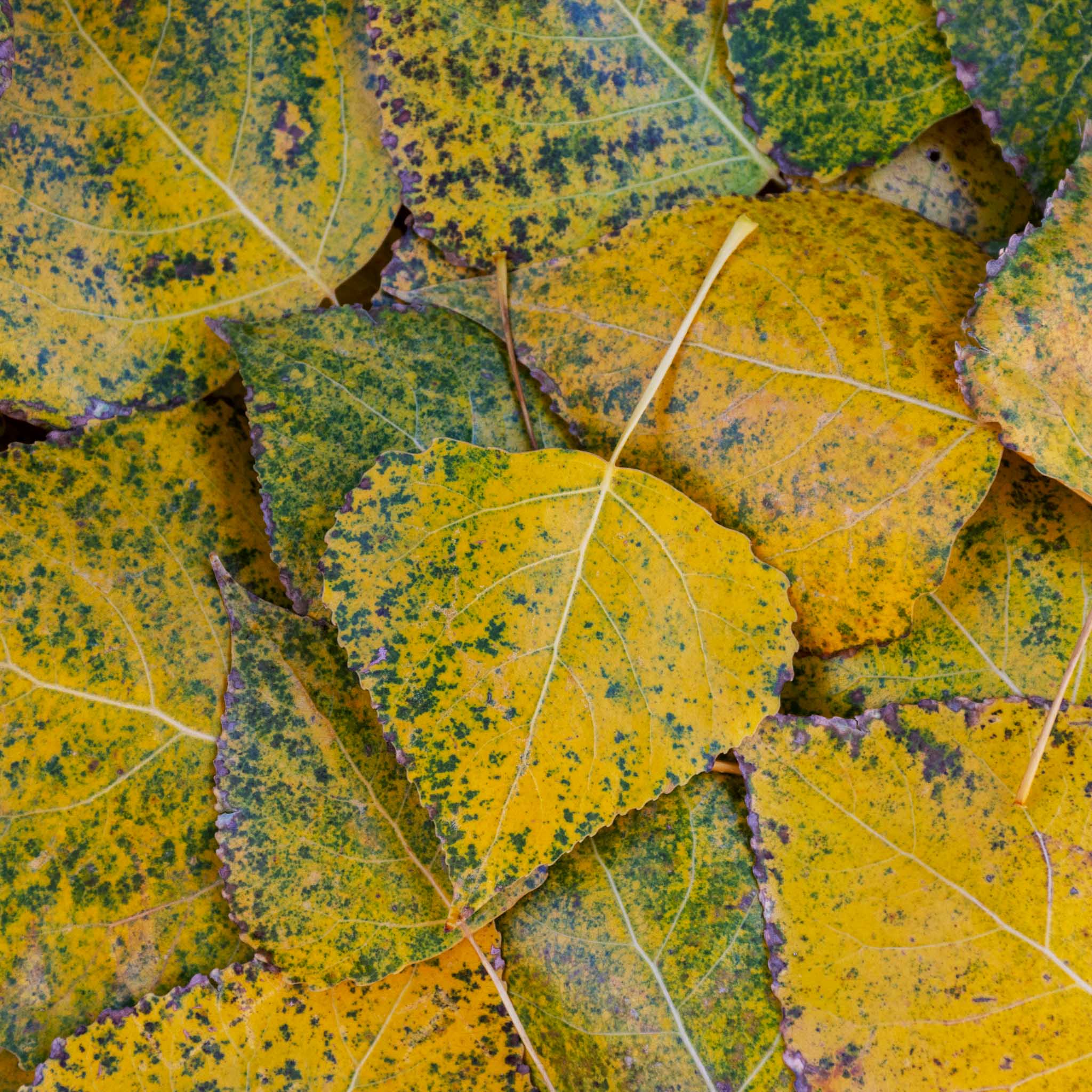 Gartentipp November 04: Immergrüne Pflanzen laubfrei halten