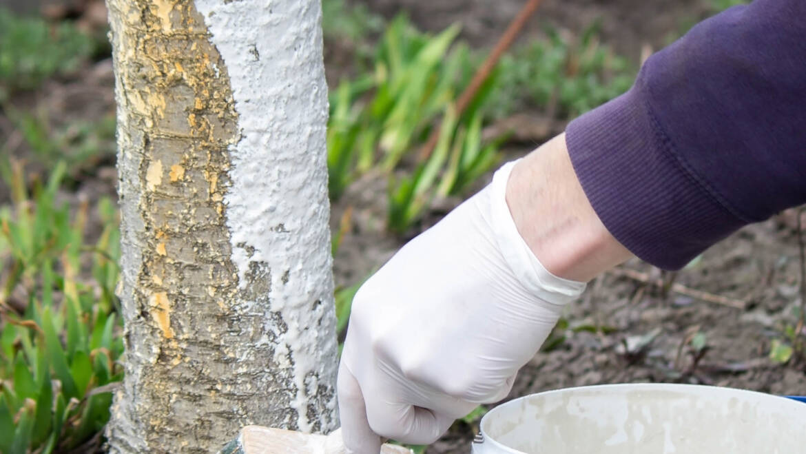 Gartentipp November 03: Kalkanstrich bei Obstbäumen