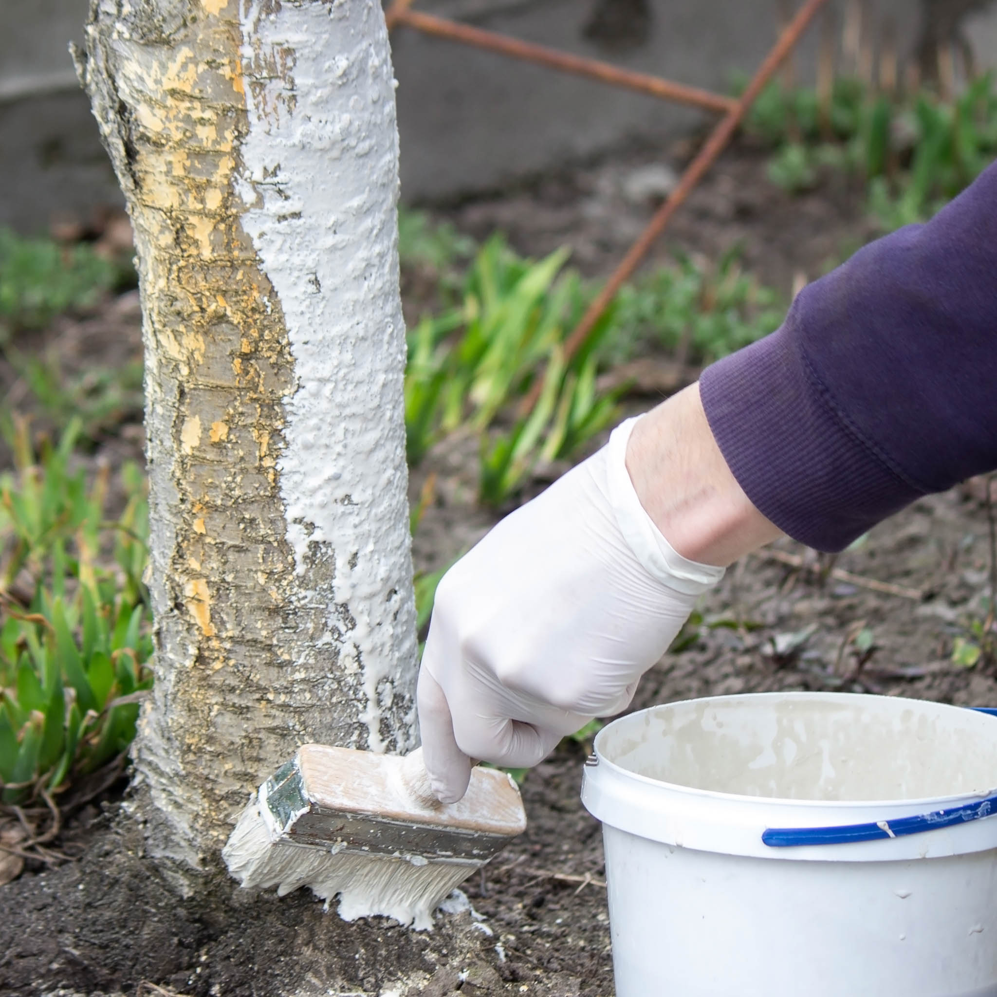 Gartentipp November 03: Kalkanstrich bei Obstbäumen