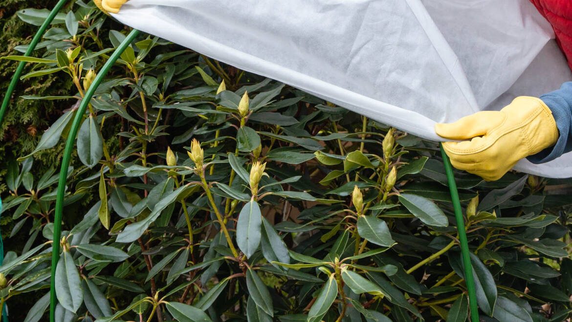 Gartentipp November 02: Kübelpflanzen sicher durch den Winter bringen