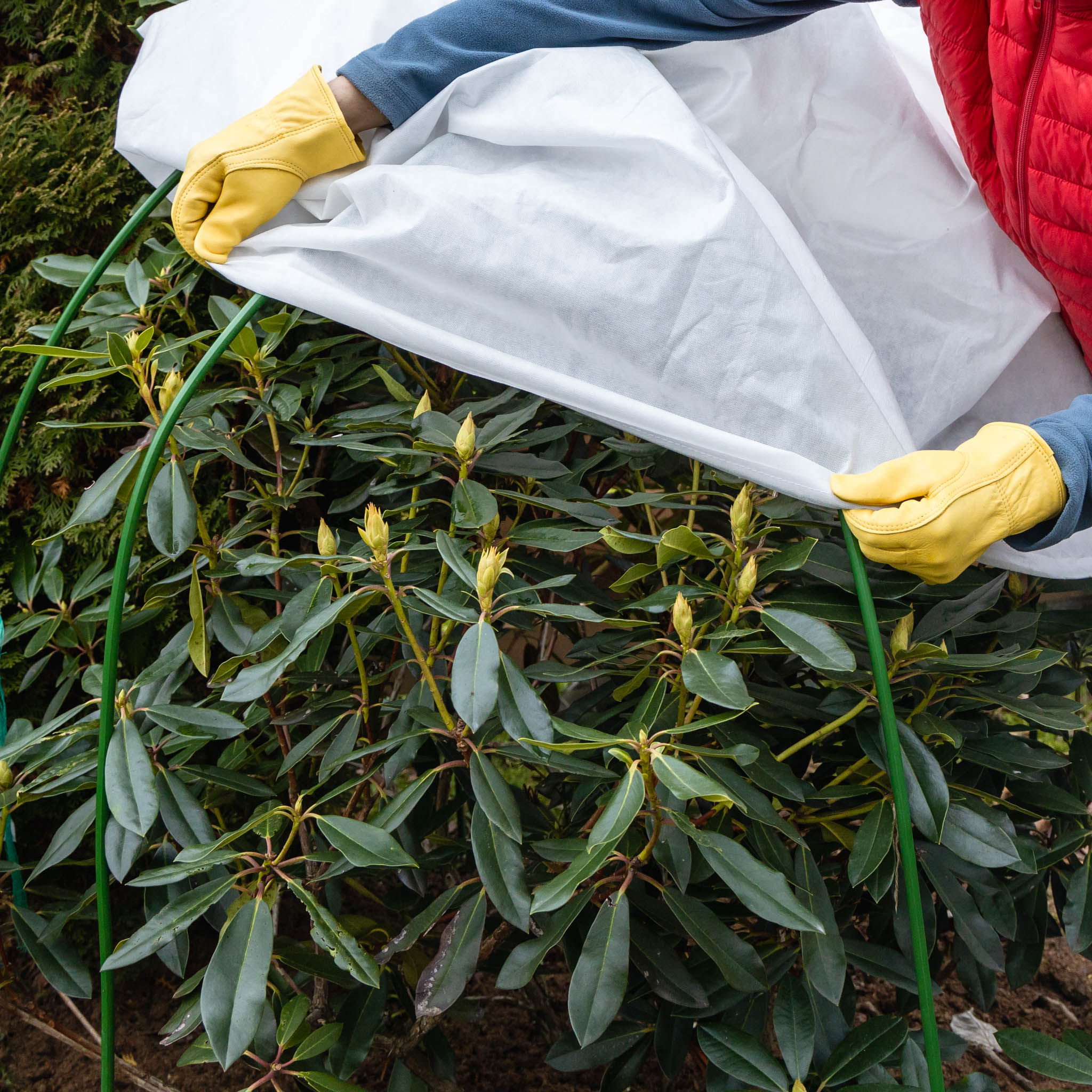 Gartentipp November 02: Kübelpflanzen sicher durch den Winter bringen