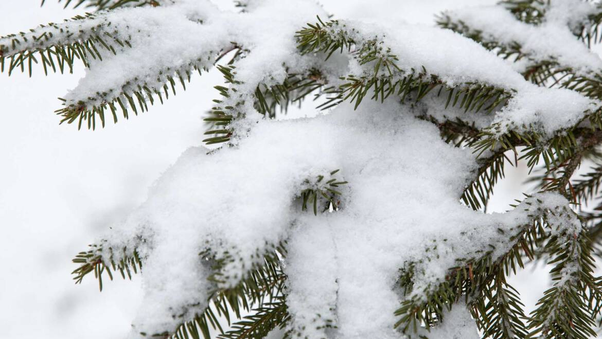 Gartentipp Dezember 05: Schnee entfernen