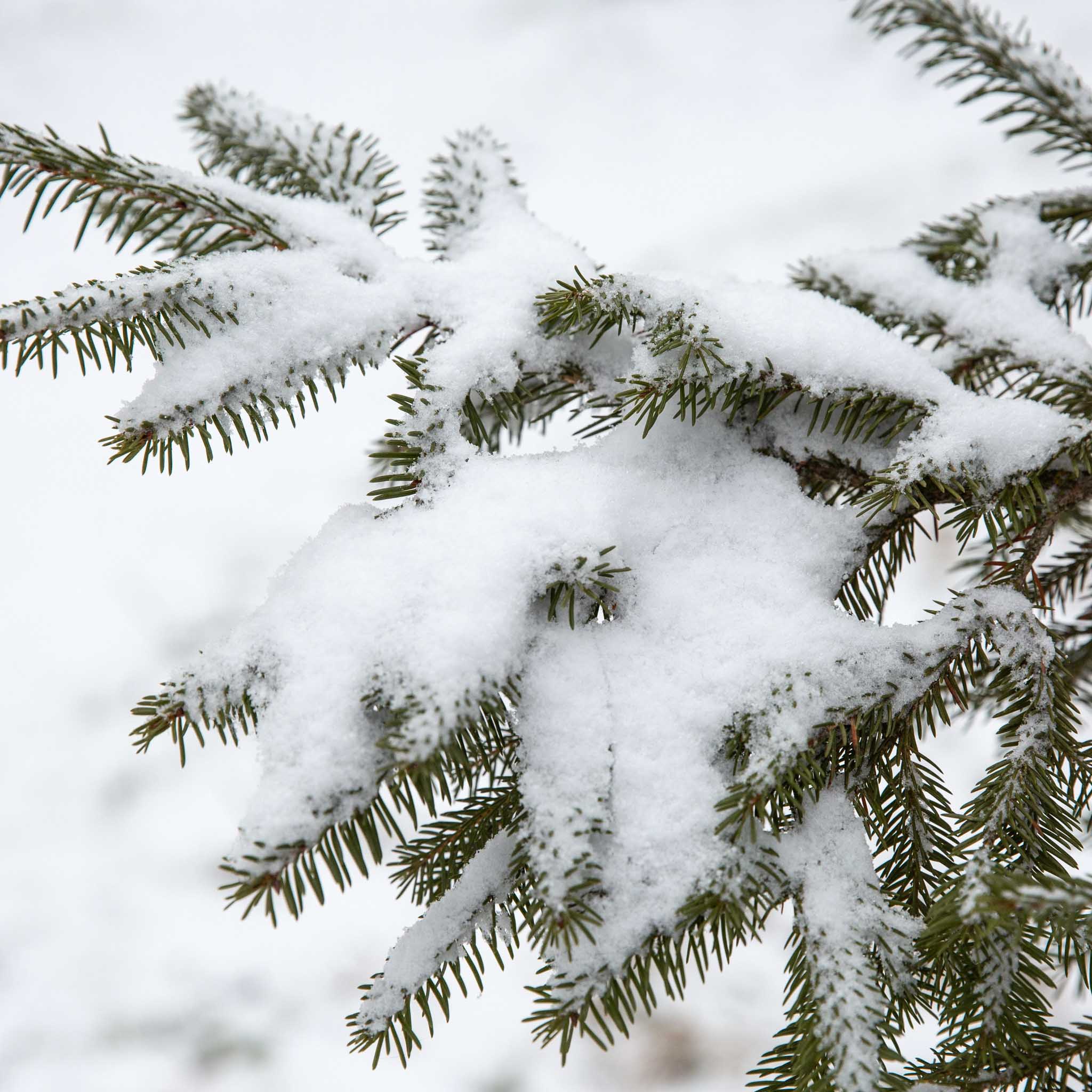 Gartentipp Dezember 05: Schnee entfernen