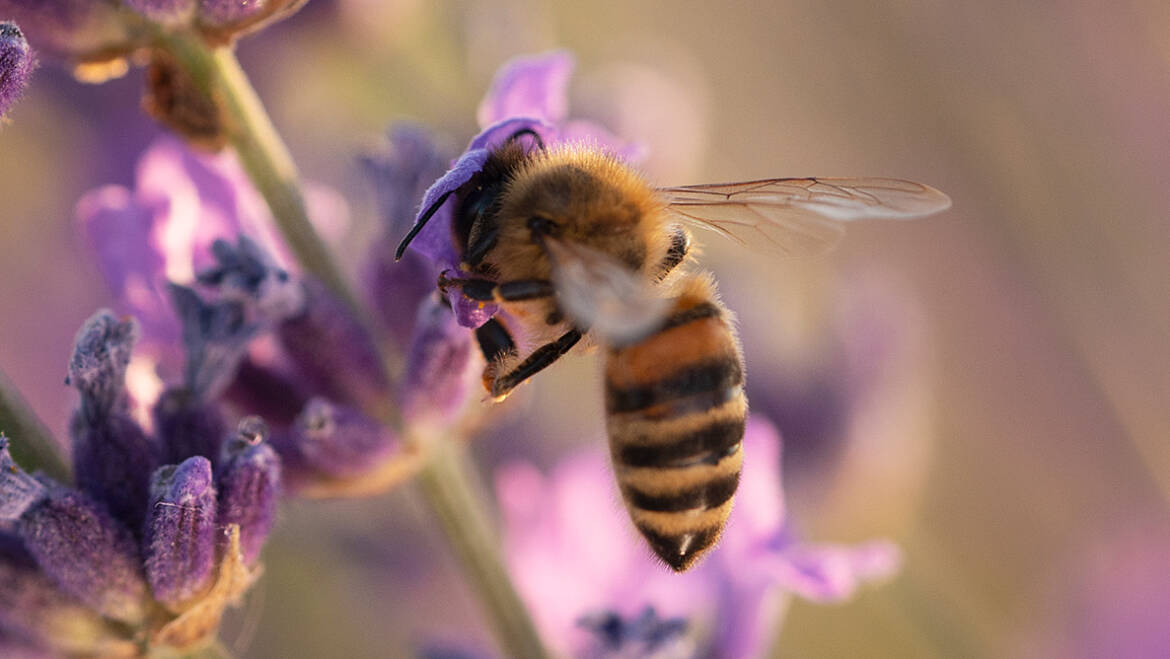 Bienentag (14.06.)