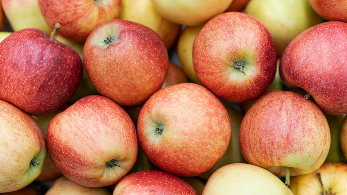 Beratung Obst durch Gartenakademie (11.10.)