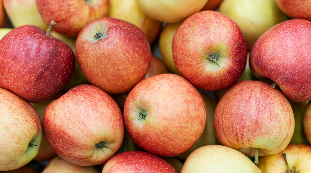 Beratung Obst durch Gartenakademie (11.10.)