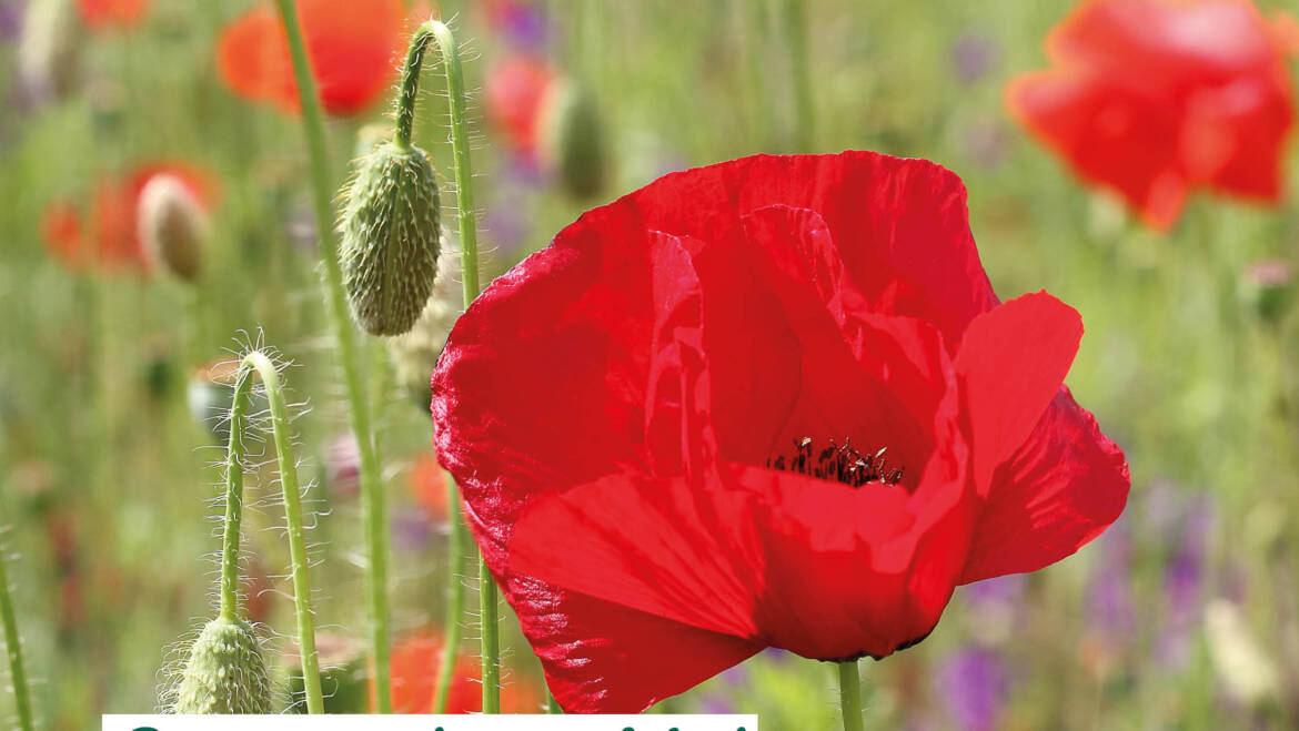 Gartentipps Mai
