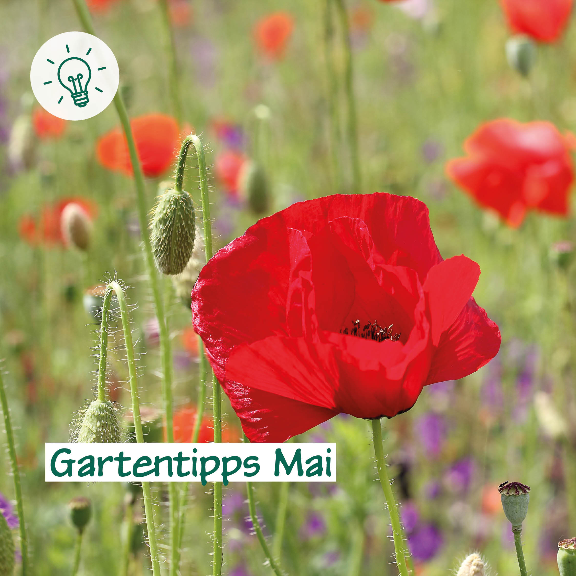 Gartentipps Mai