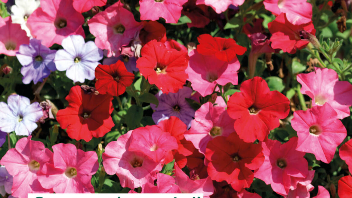 Gartentipps Juli