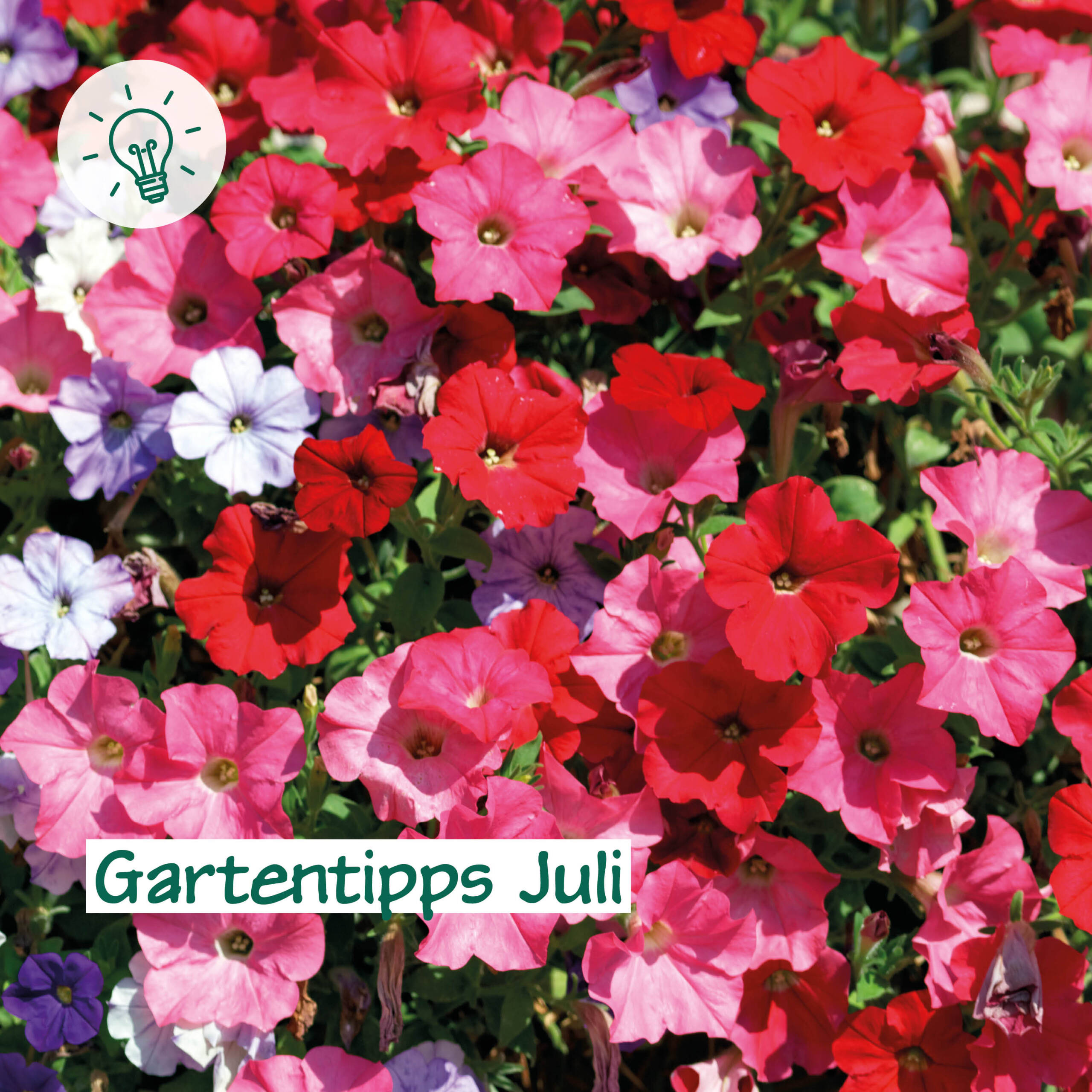 Gartentipps Juli