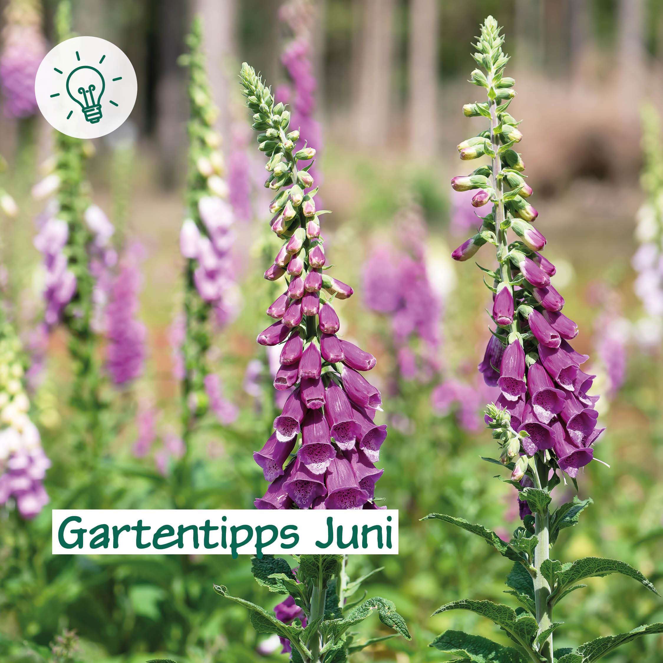 Gartentipps Juni