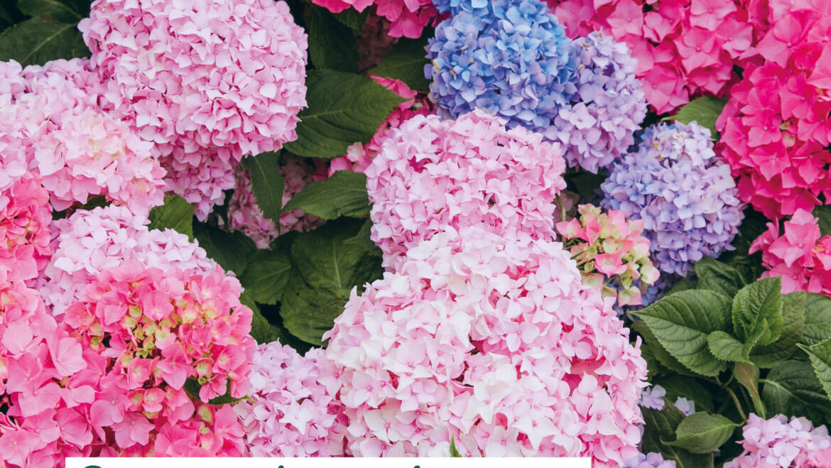 Gartentipps August