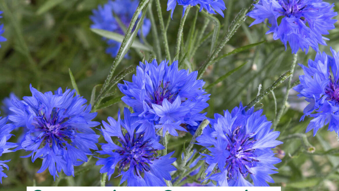 Gartentipps September