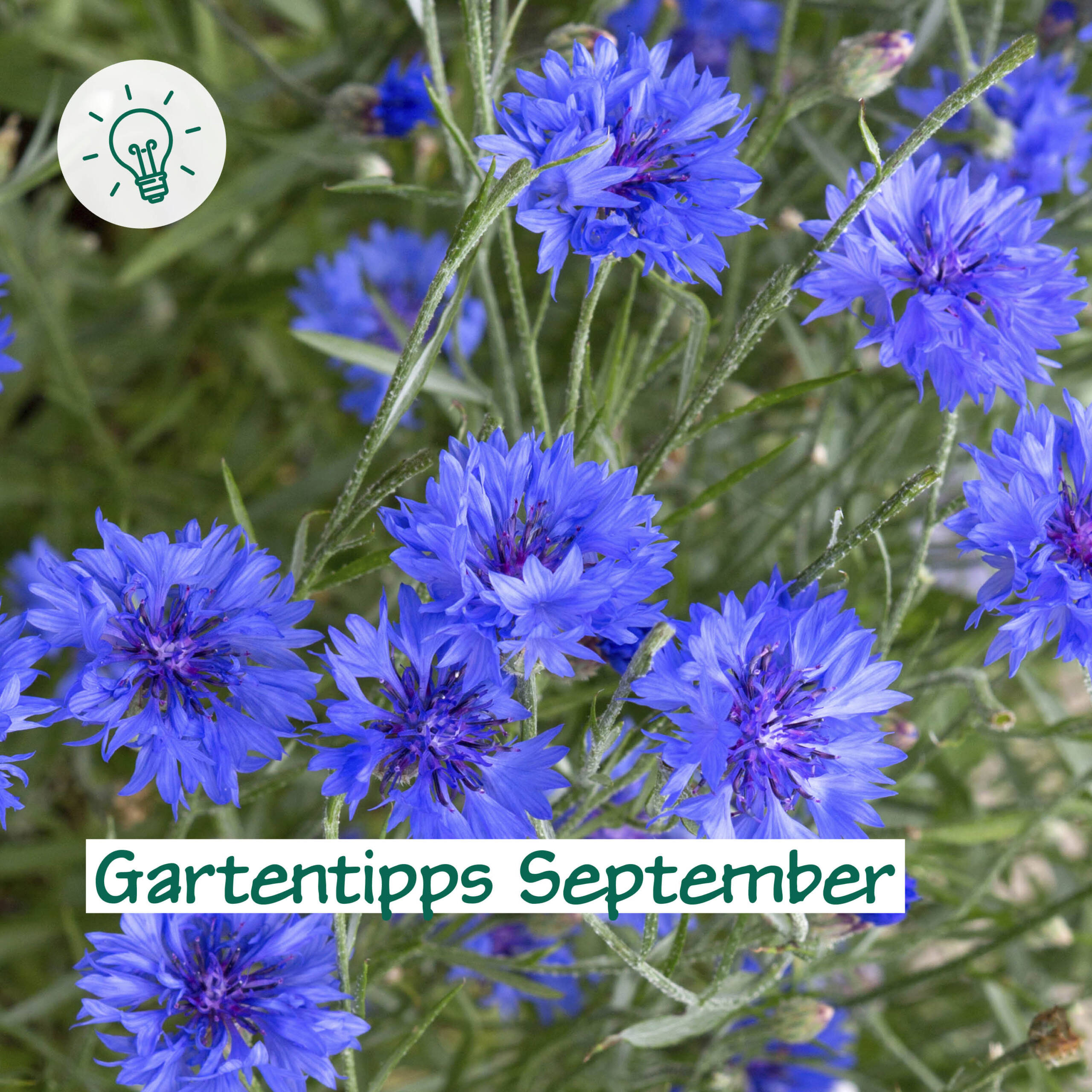 Gartentipps September