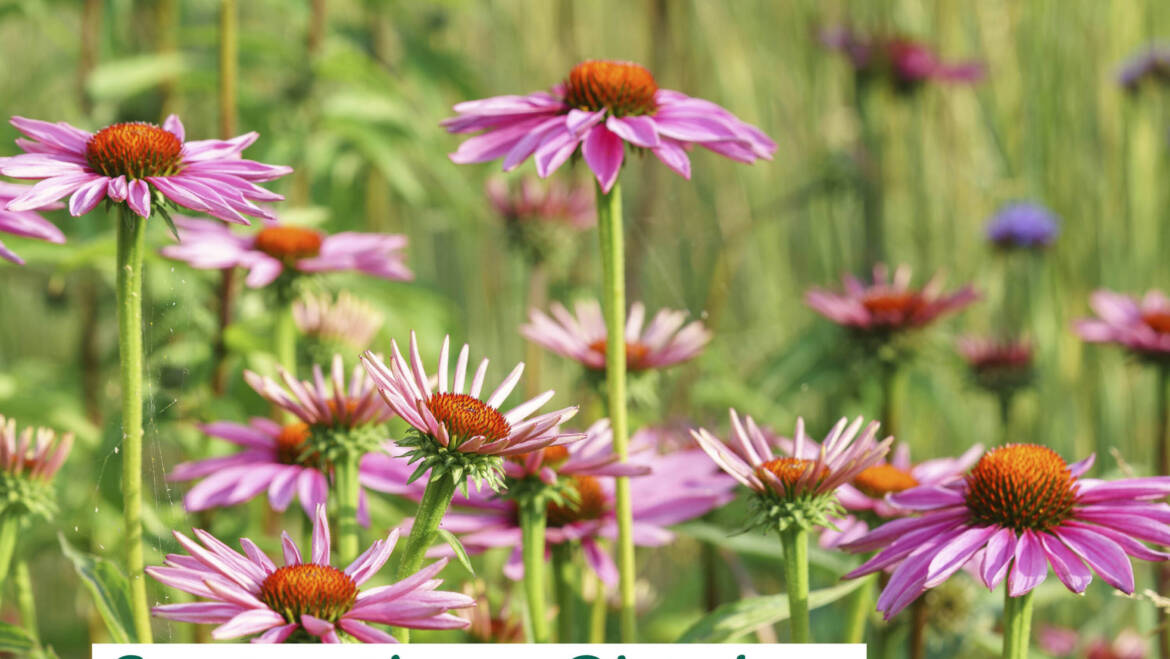 Gartentipps Oktober