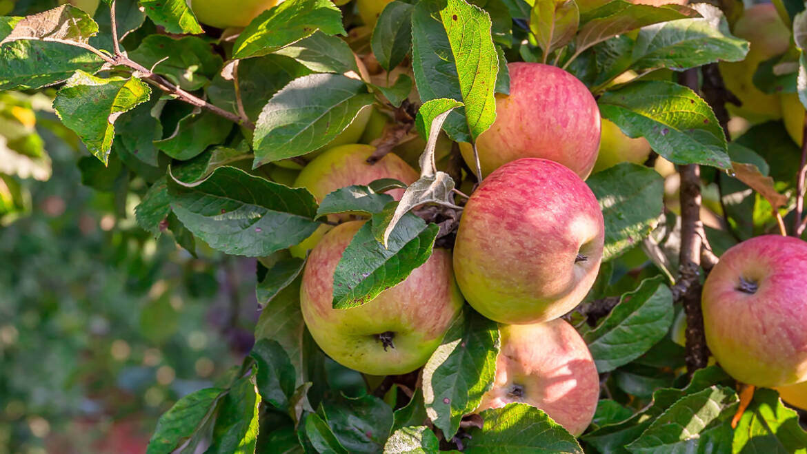 Obstbaumschnittseminar (28.02.)