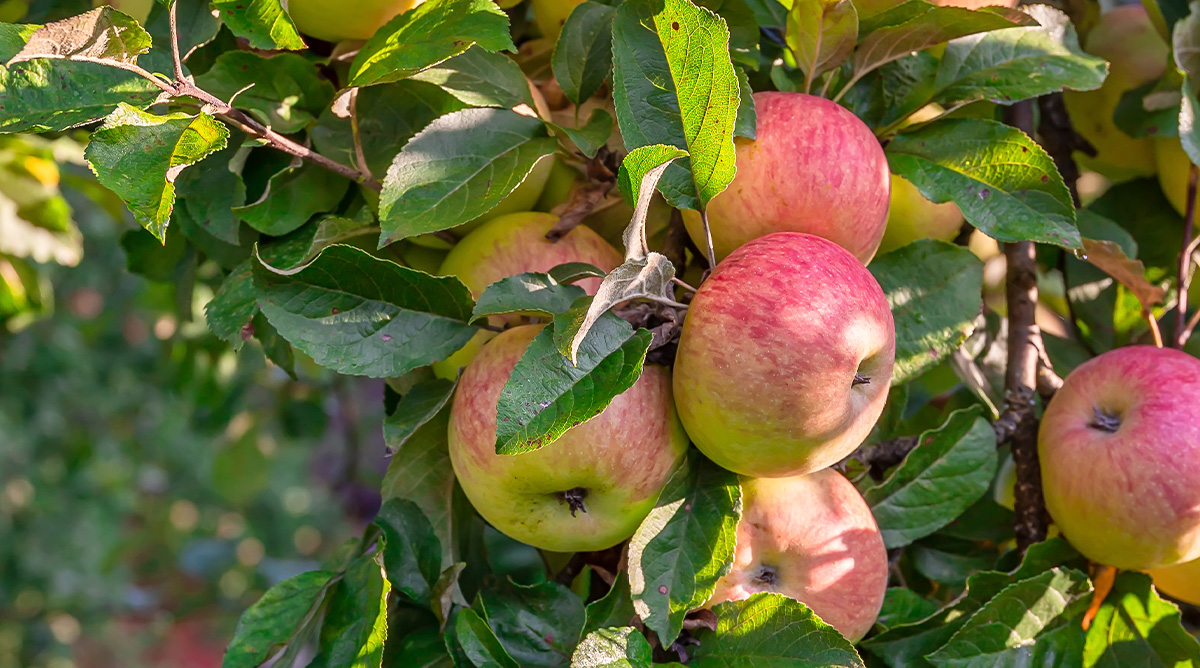 Obstbaumschnittseminar (28.02.)