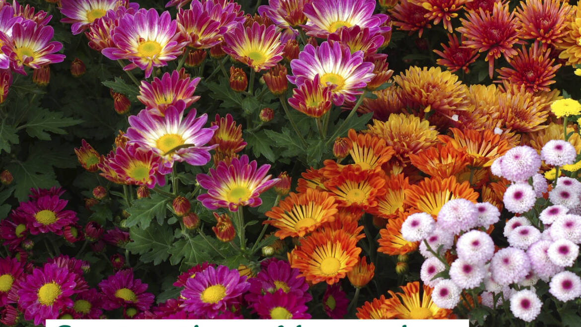 Gartentipps November