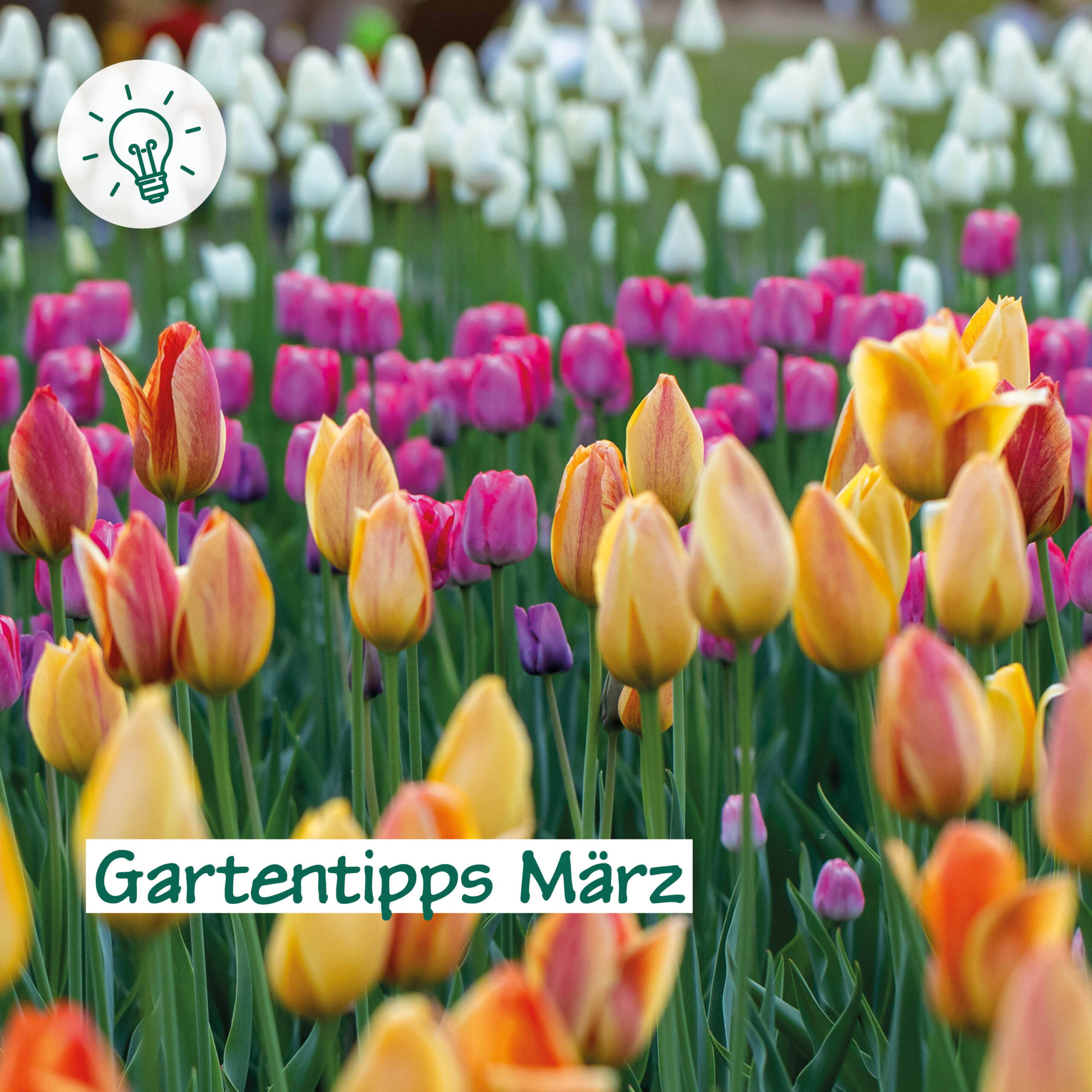 Gartentipps März
