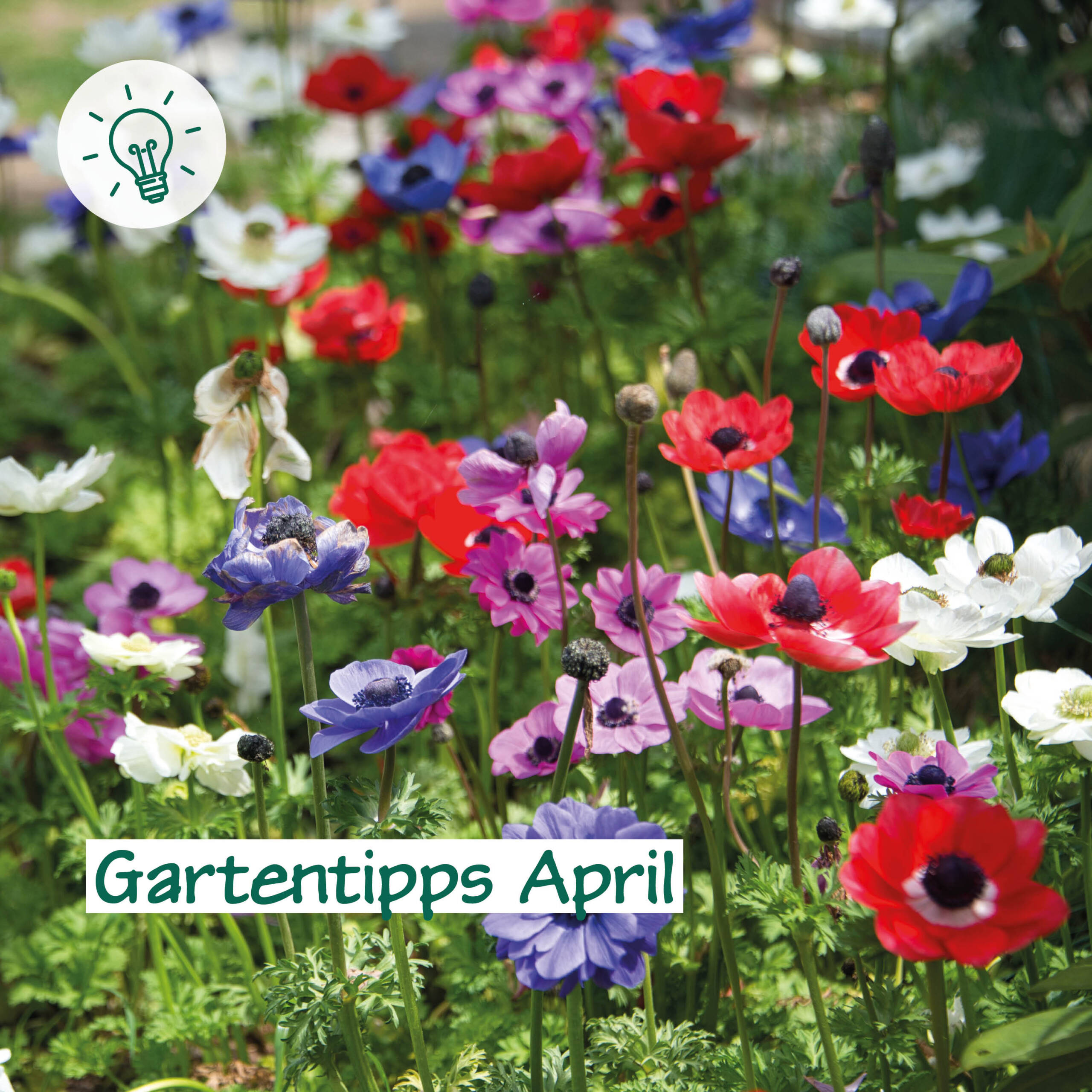 Gartentipps April