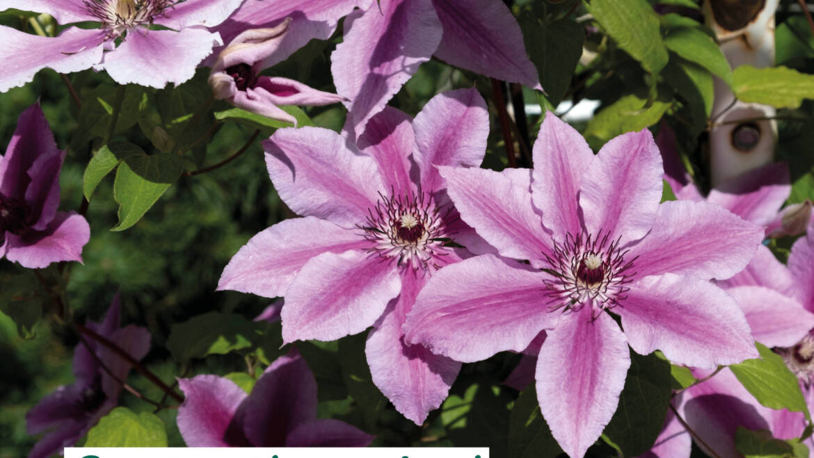 Gartentipps Juni