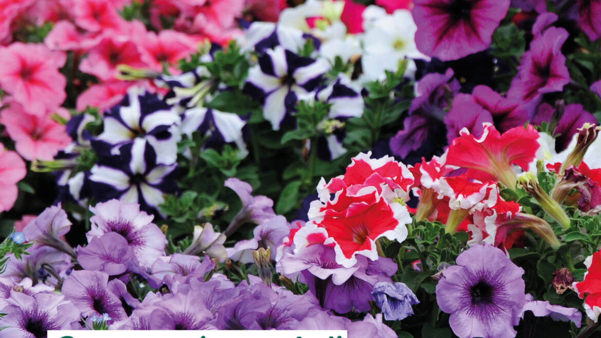 Gartentipps Juli