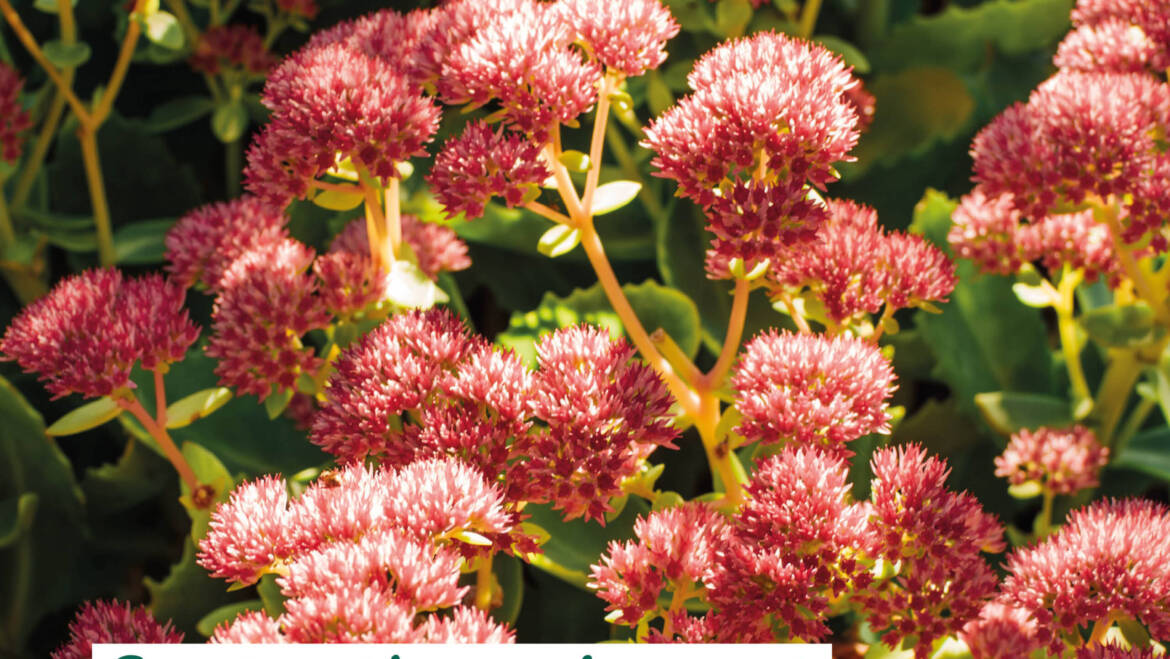Gartentipps August