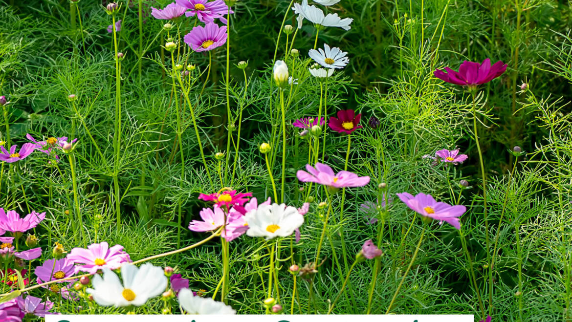 Gartentipps September