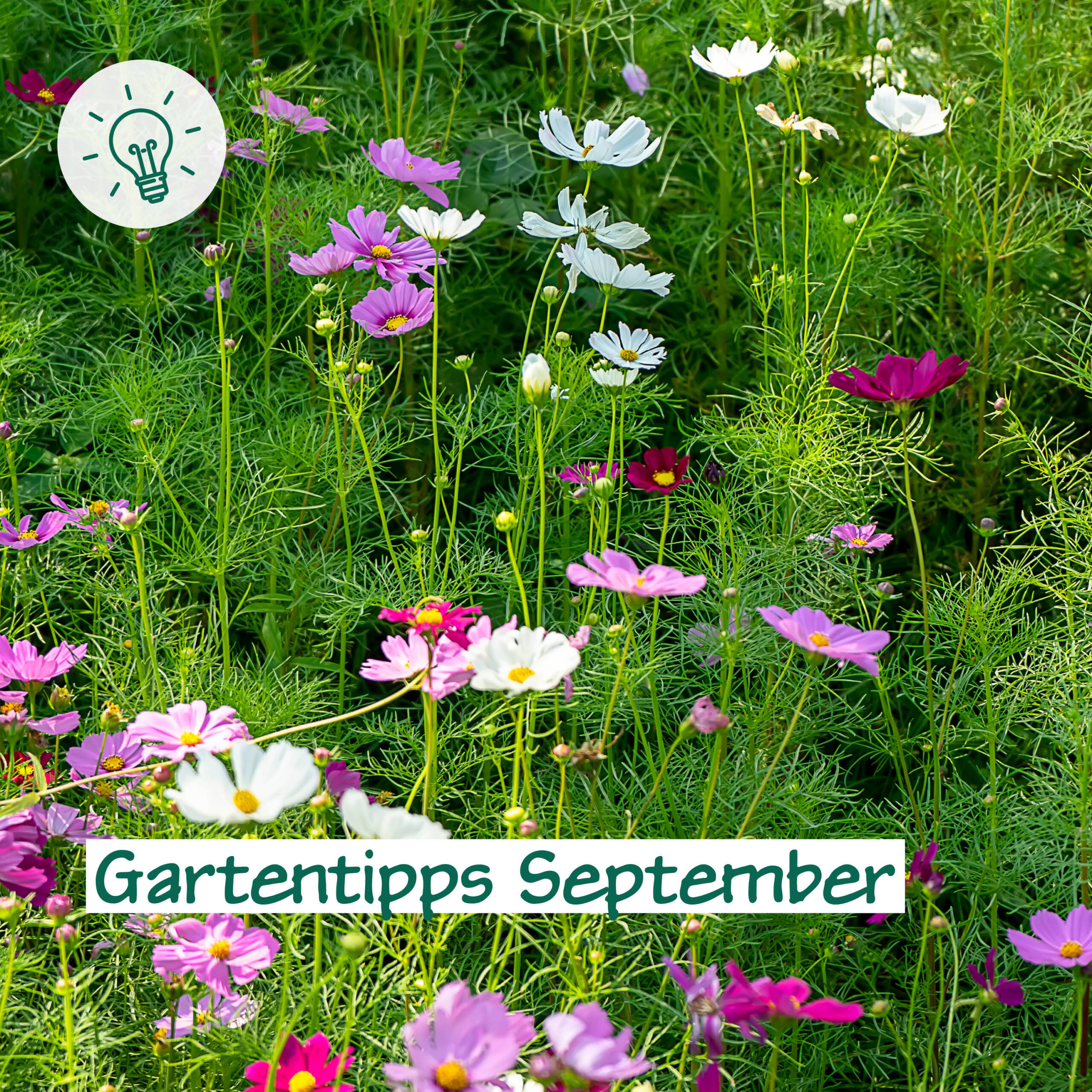 Gartentipps September